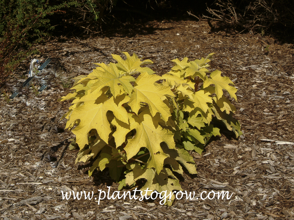 Little Honey Hydrangea (Hydrangea querciifolia) 
Bring yellow foliage in the summer.